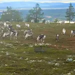 Sointuilevi R69 Moderni Levin Keskustan Tuntumassa Lejlighed Levi