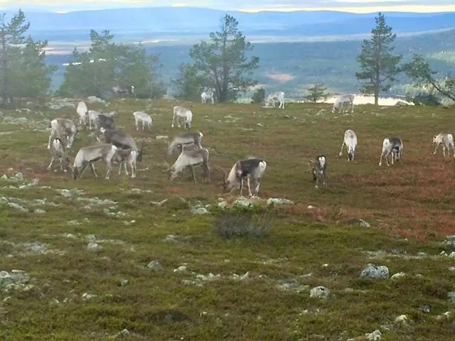 Sointuilevi R69 Moderni Levin Keskustan Tuntumassa 아파트 레비